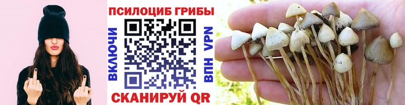 Псилоцибиновые грибы Cubensis Енисейск